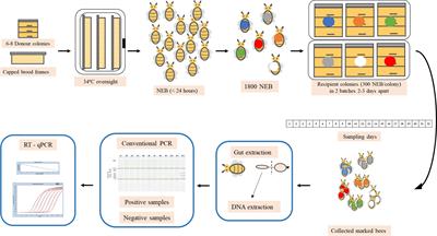 Age and Season Effect the Timing of Adult Worker Honeybee Infection by Nosema ceranae